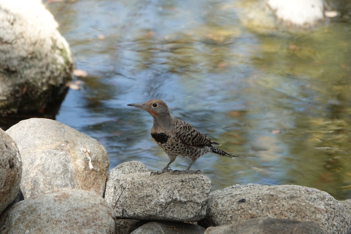 Northern Flicker - ML622221012