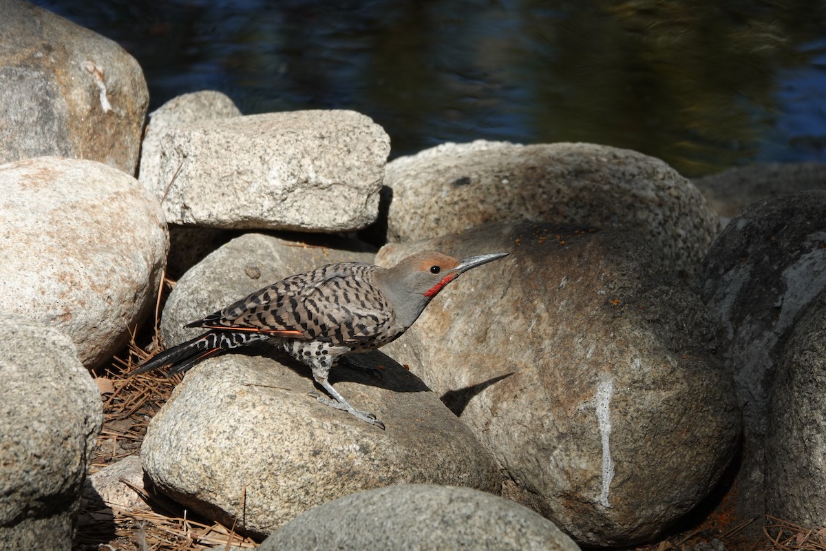 Northern Flicker - ML622221013