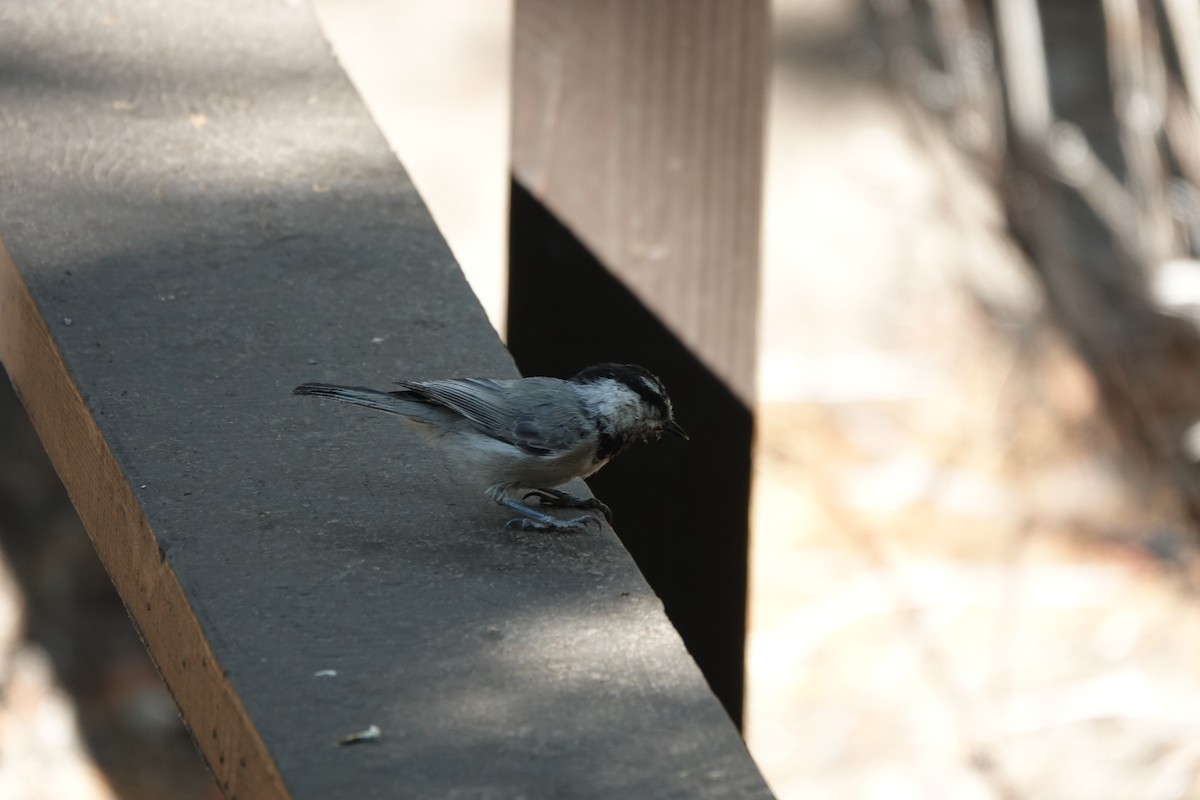 Mountain Chickadee - ML622221041