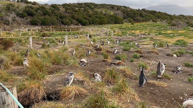 Magellanic Penguin - ML622221096