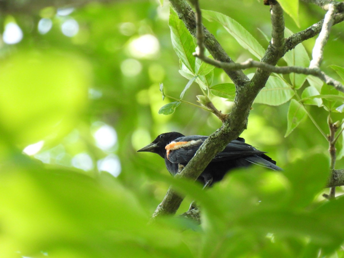 Red-winged Blackbird - ML622221121