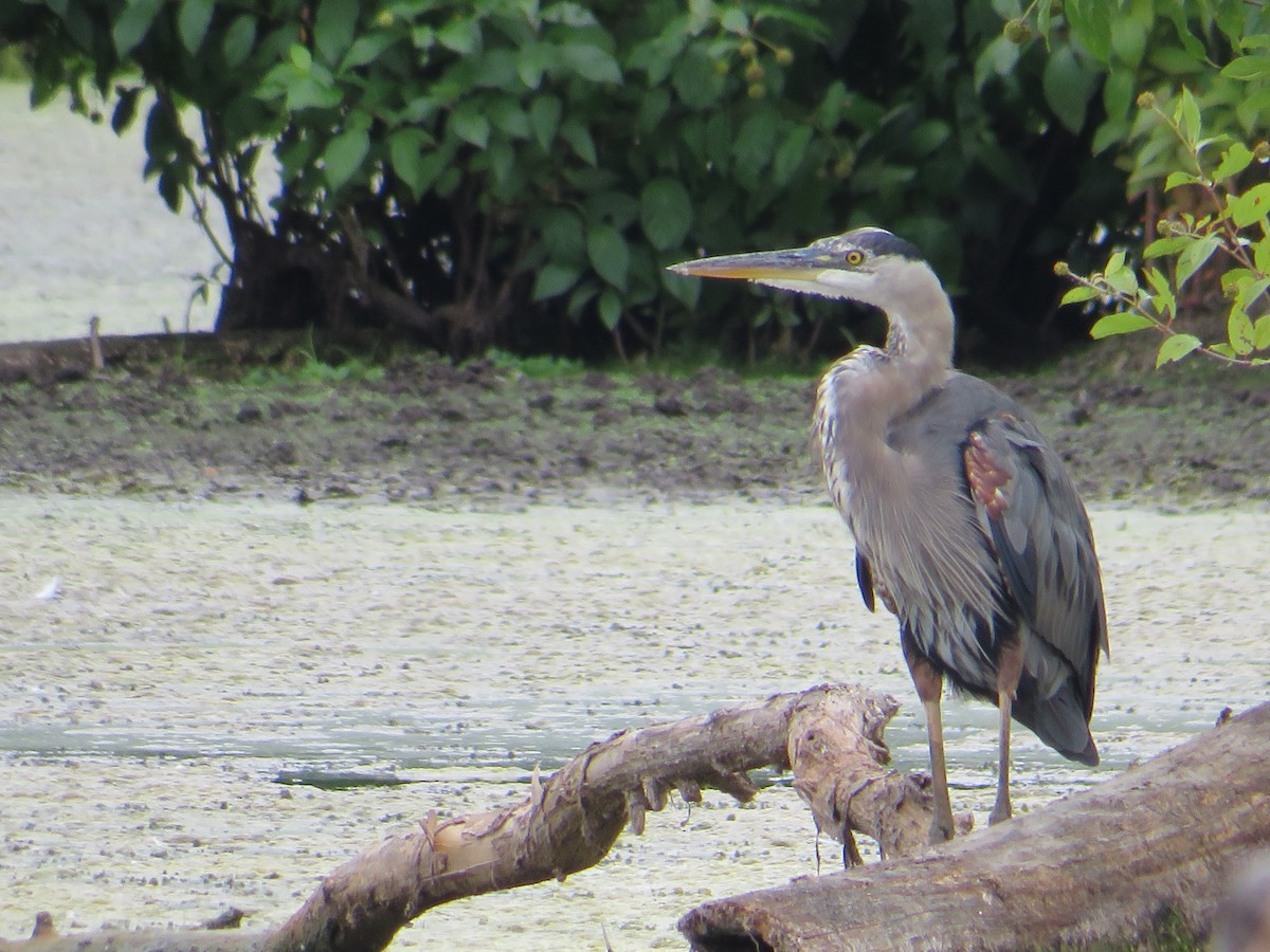 Great Blue Heron - ML622221181