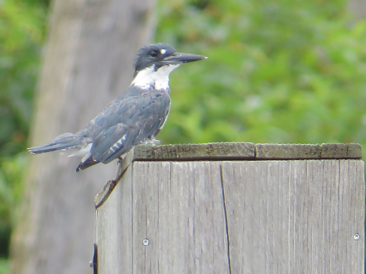 Belted Kingfisher - ML622221190