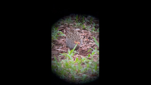 Spot-winged Wood-Quail - ML622221191