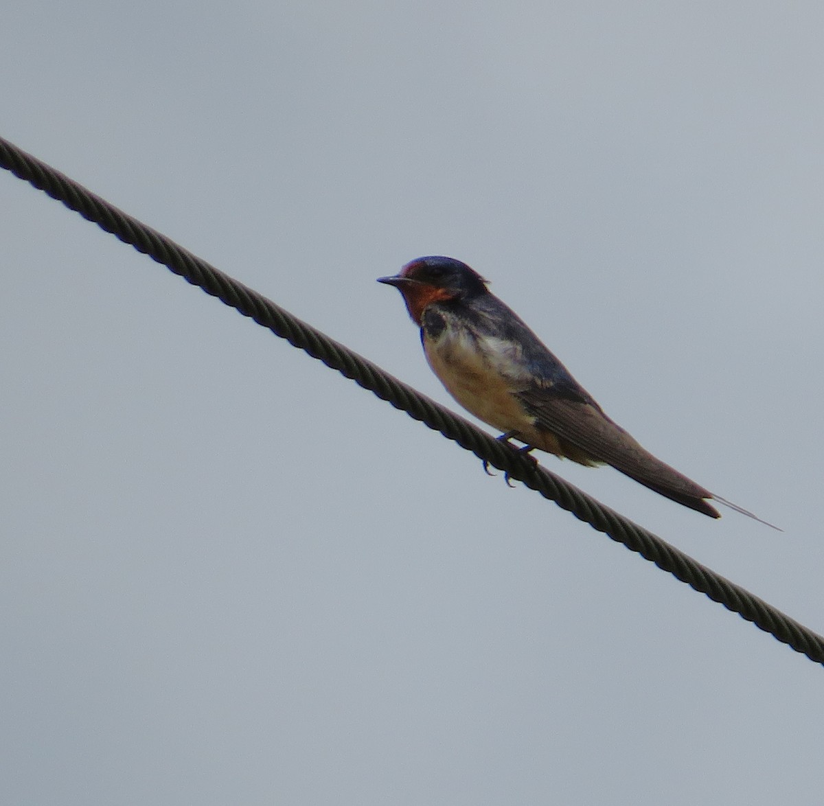 Barn Swallow - ML622221192