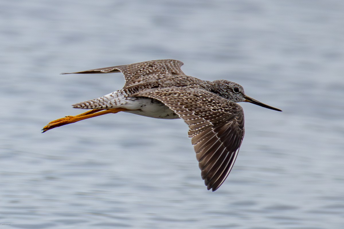 Greater Yellowlegs - John Hannan