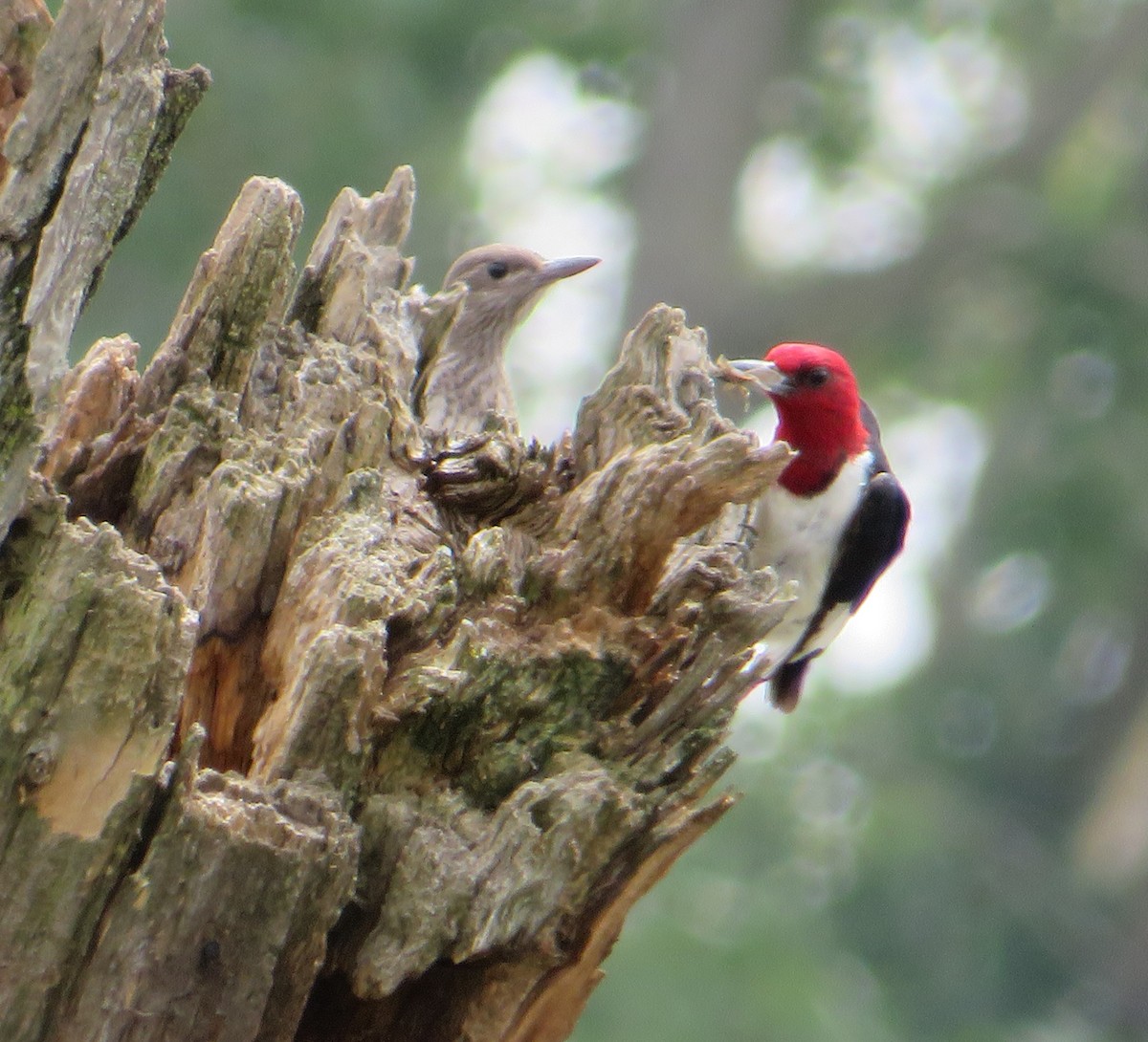 Red-headed Woodpecker - ML622221228