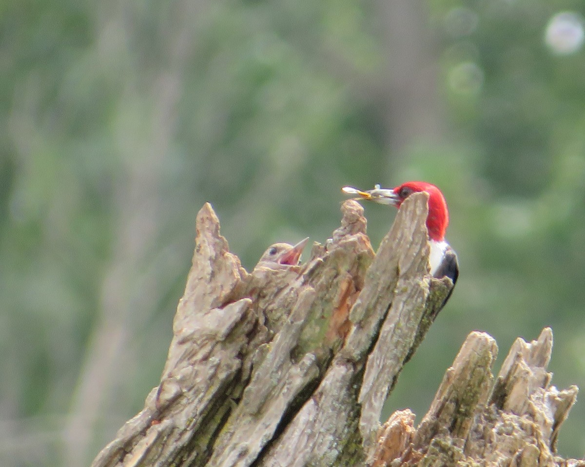 Red-headed Woodpecker - ML622221229