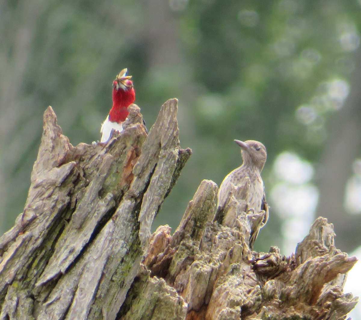 Red-headed Woodpecker - ML622221230