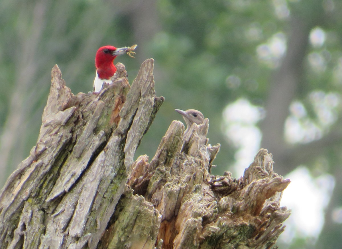 Red-headed Woodpecker - Sarah Randall