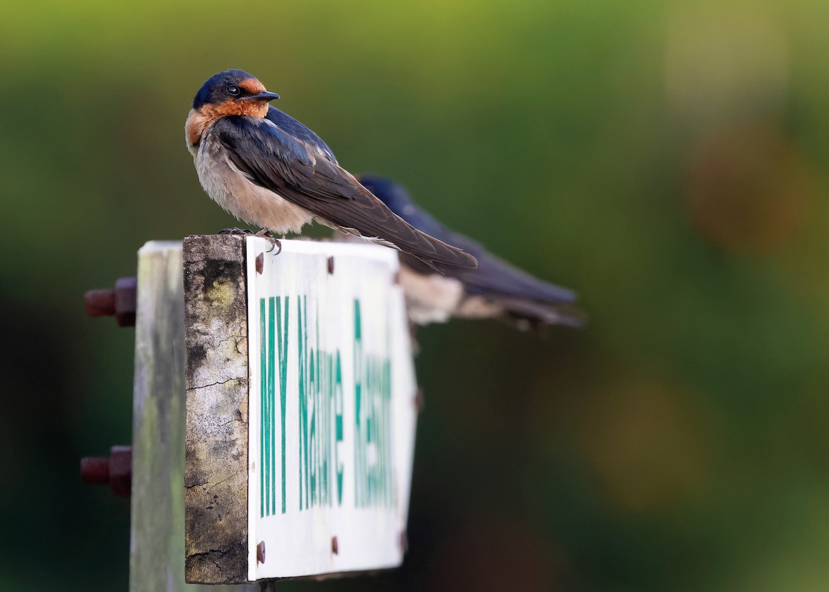 Pacific Swallow (Pacific) - ML622221280