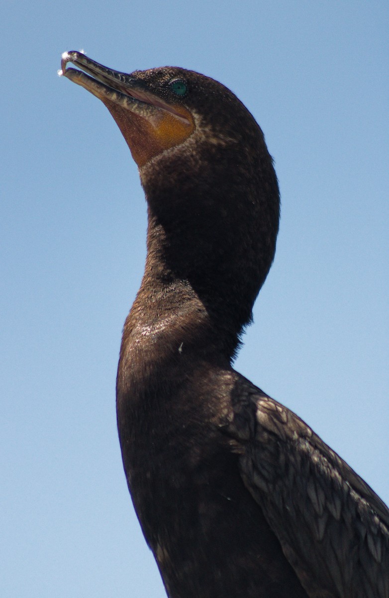 Neotropic Cormorant - Claude Durand