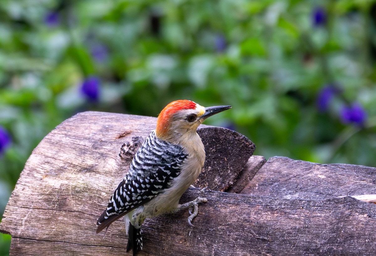 Red-crowned Woodpecker - ML622221300