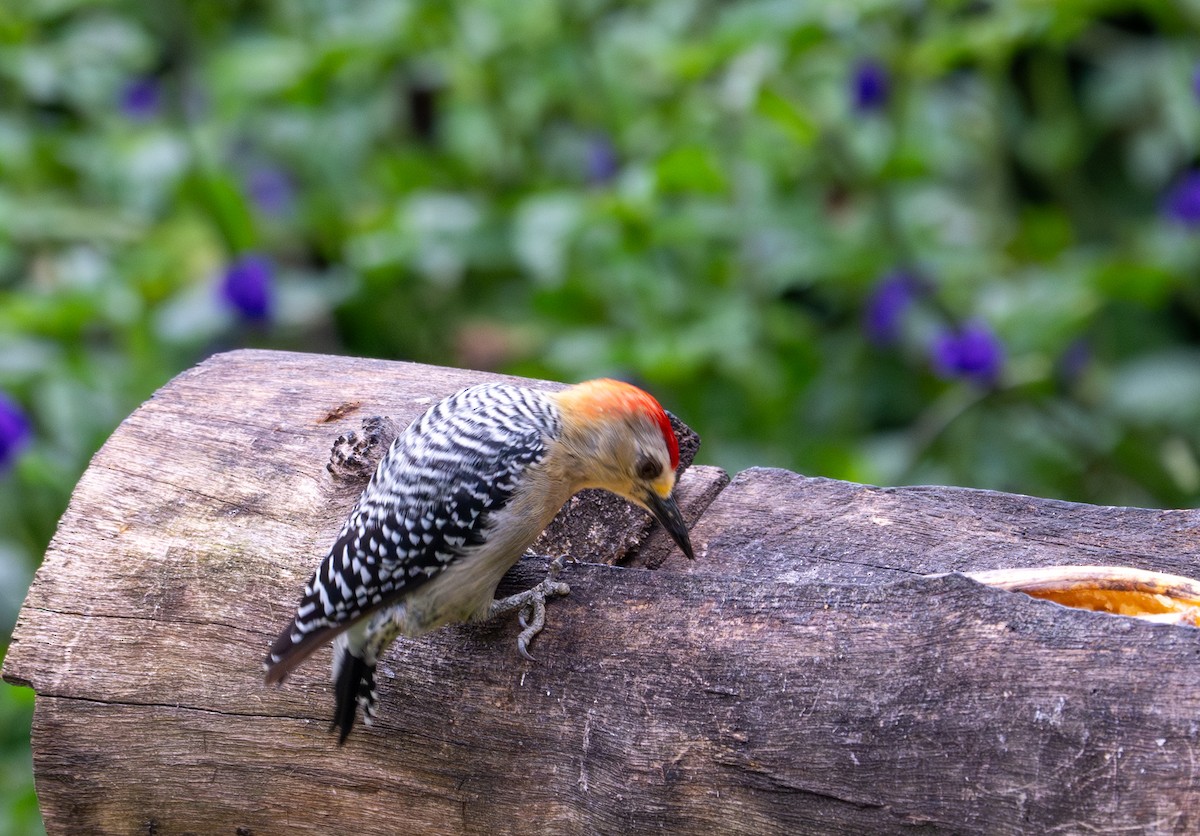 Red-crowned Woodpecker - ML622221301