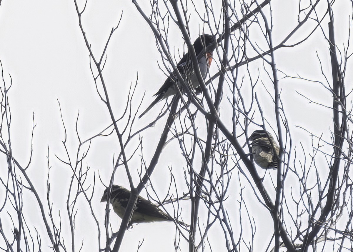 Rose-breasted Grosbeak - ML622221304