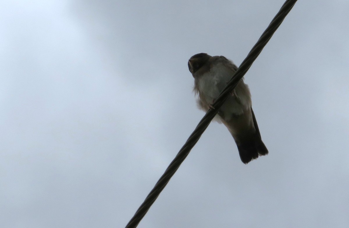 Cliff Swallow - ML622221322