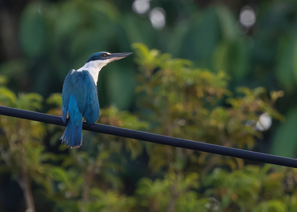 Collared Kingfisher (Collared) - ML622221337