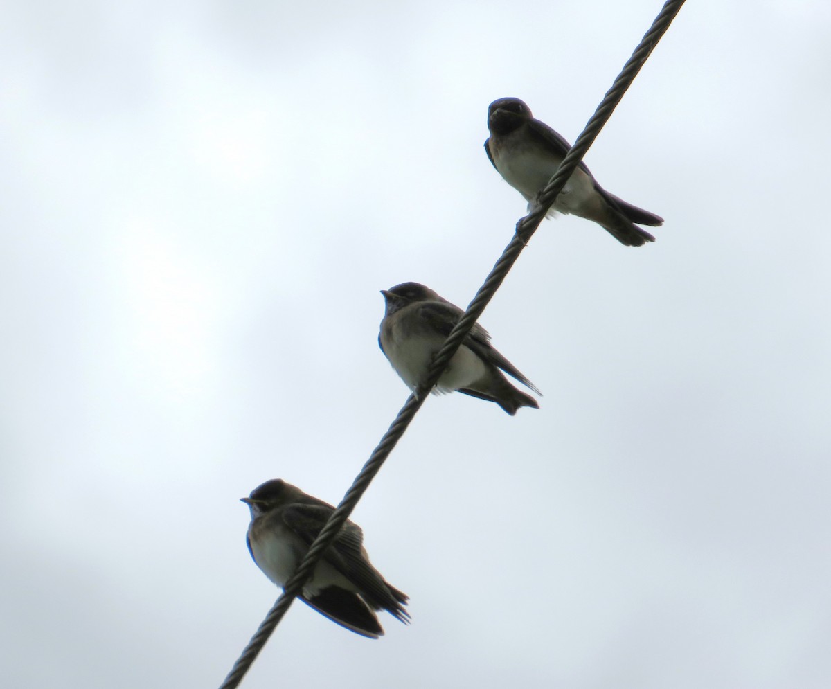 Cliff Swallow - ML622221358