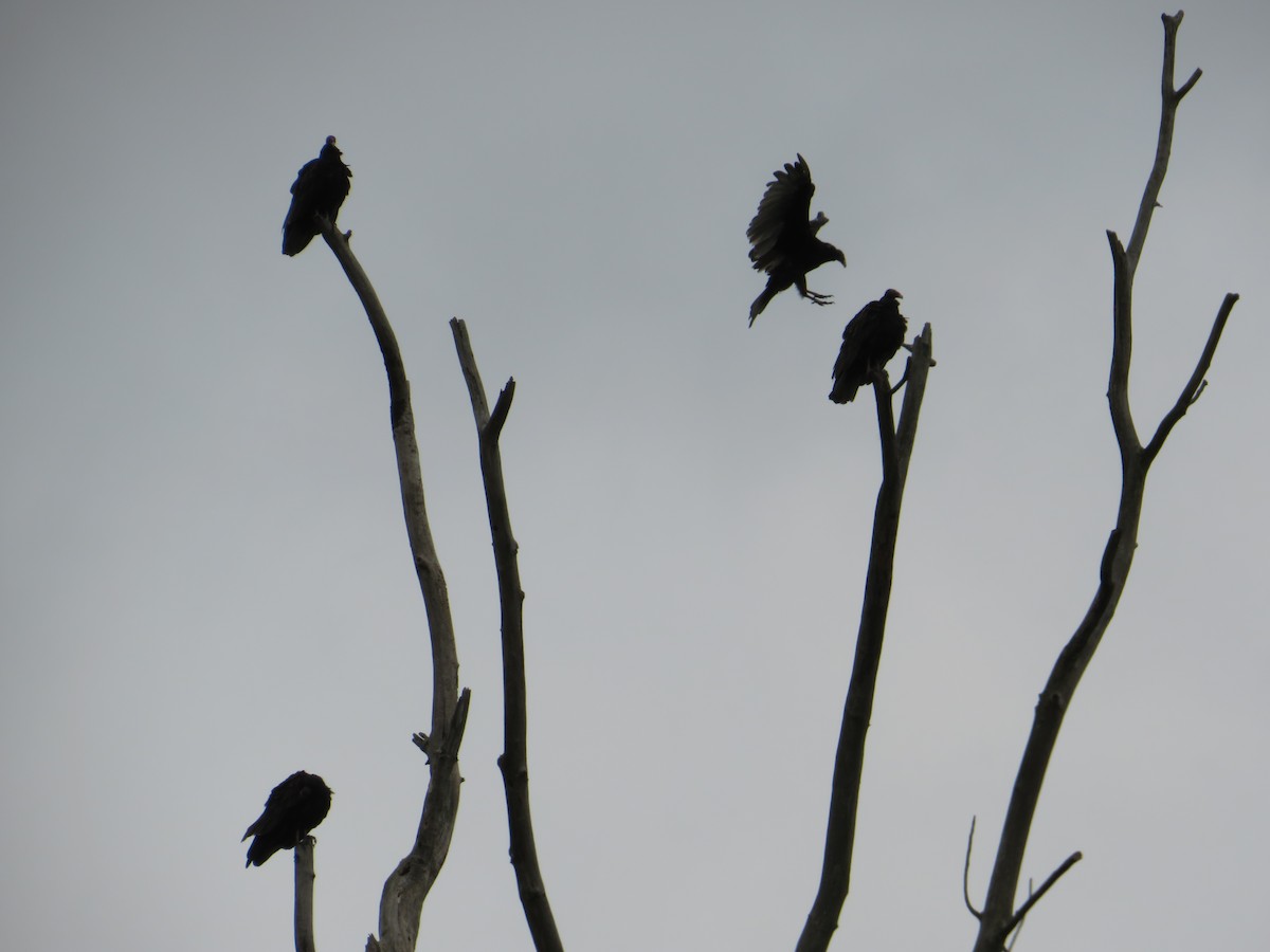 Turkey Vulture - ML622221392