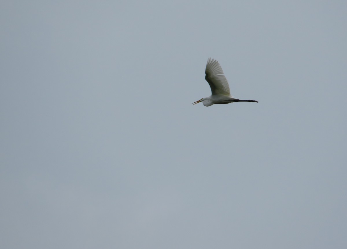 Great Egret - ML622221394