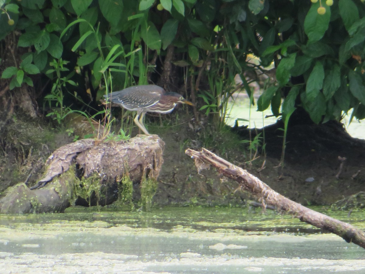 Green Heron - Sarah Randall