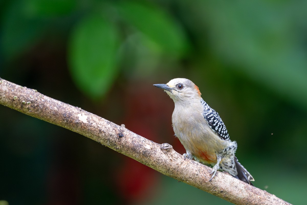 Red-crowned Woodpecker - ML622221421