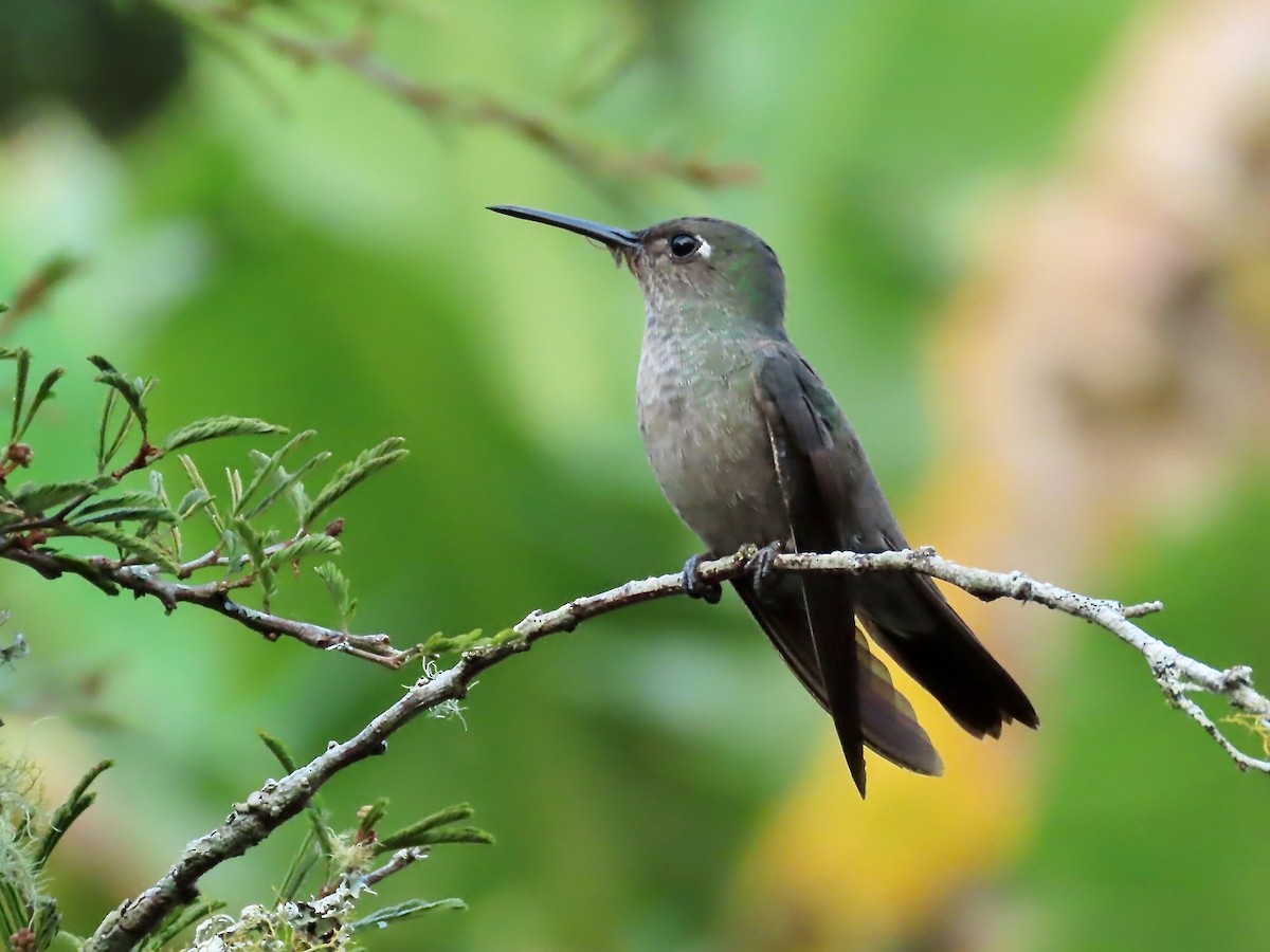 Sombre Hummingbird - ML622221466