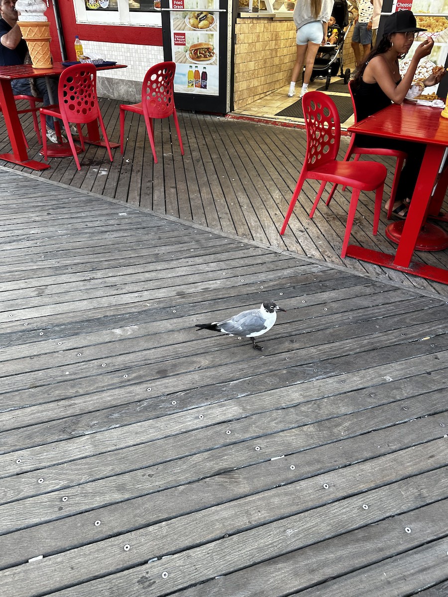 Laughing Gull - ML622221469