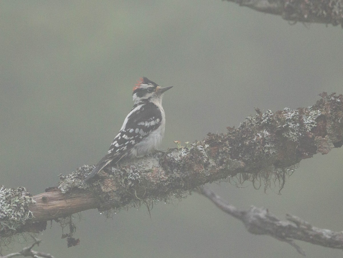 Downy Woodpecker - ML622221510