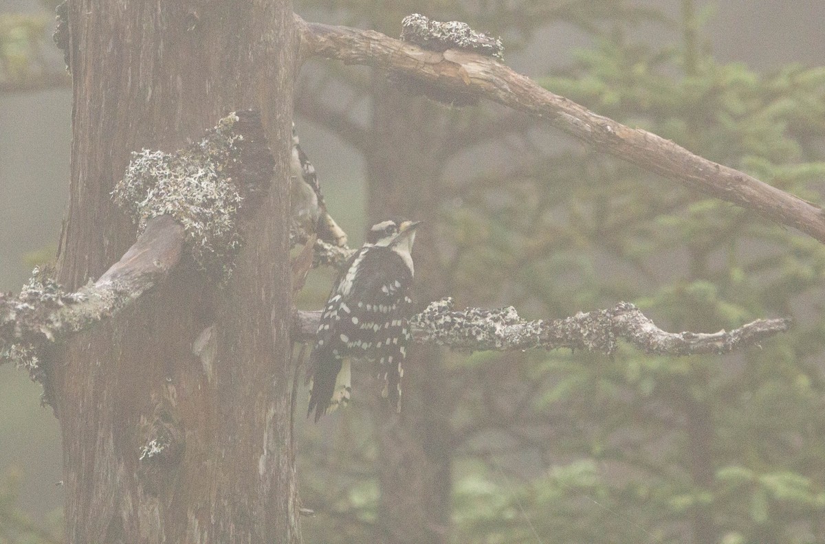 Downy Woodpecker - ML622221511