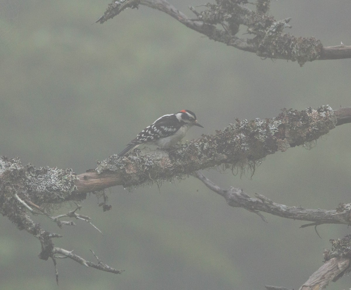 Downy Woodpecker - ML622221512