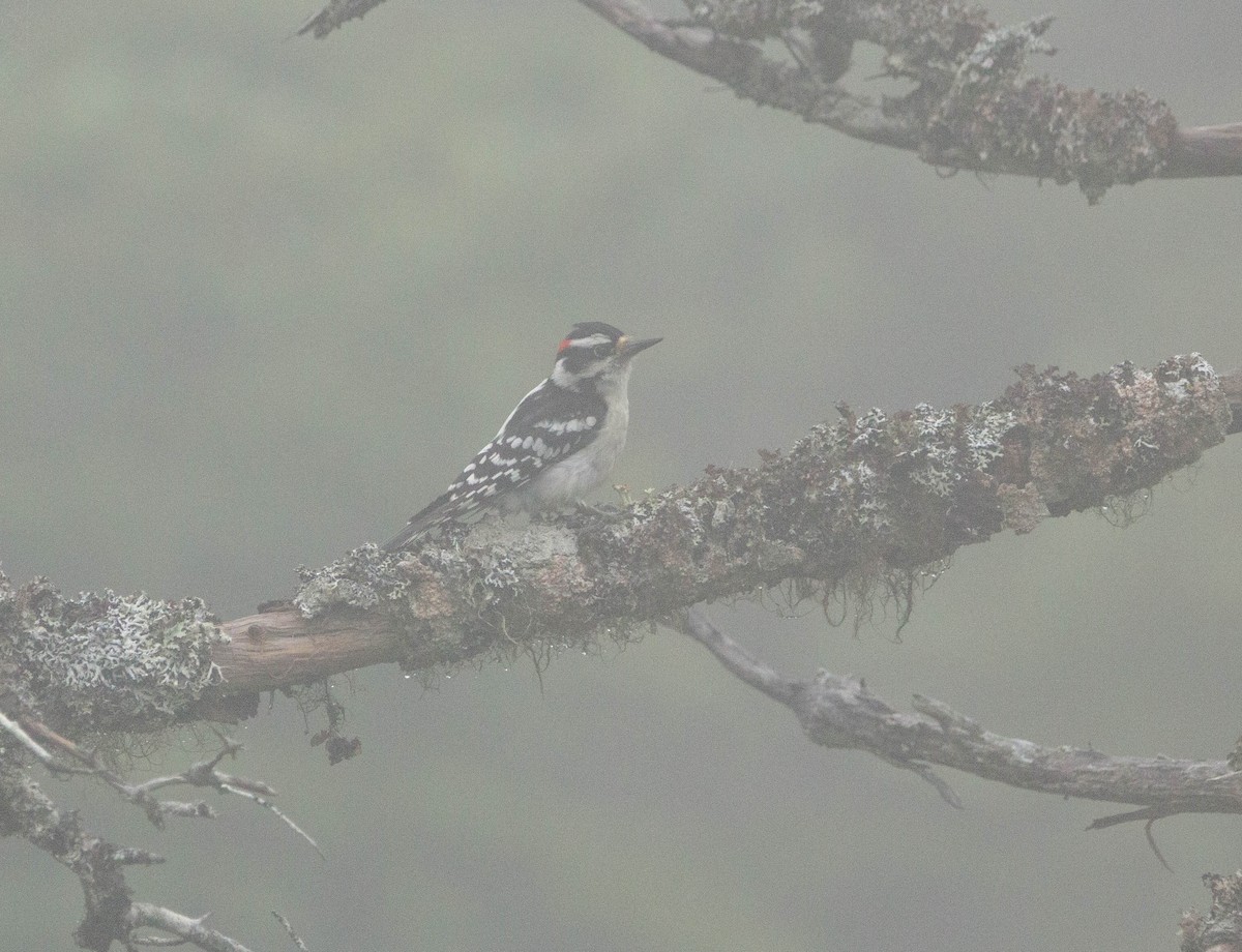 Downy Woodpecker - ML622221513