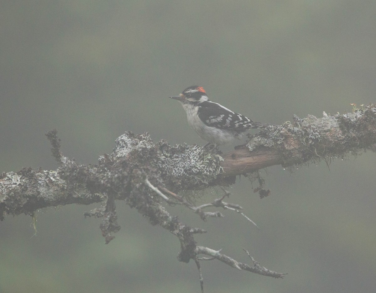 Downy Woodpecker - ML622221514