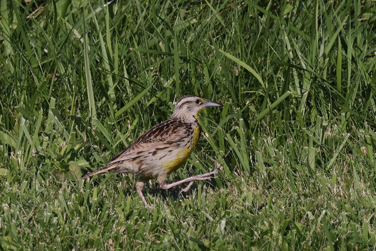 Eastern Meadowlark - ML622221523