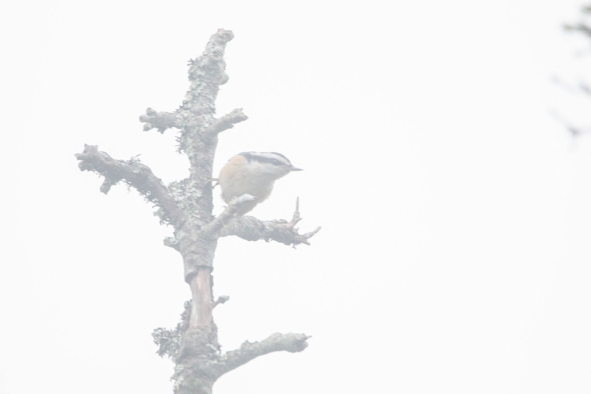 Red-breasted Nuthatch - ML622221526