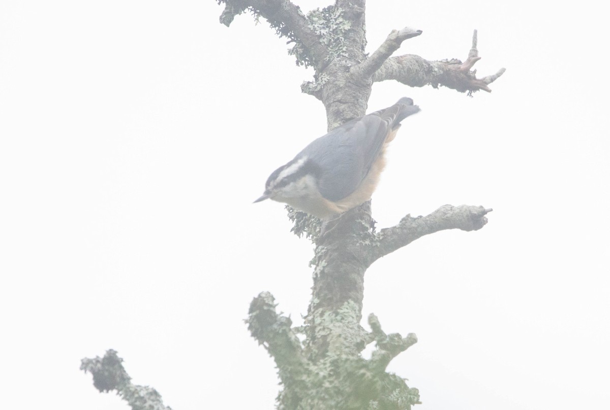 Red-breasted Nuthatch - ML622221527