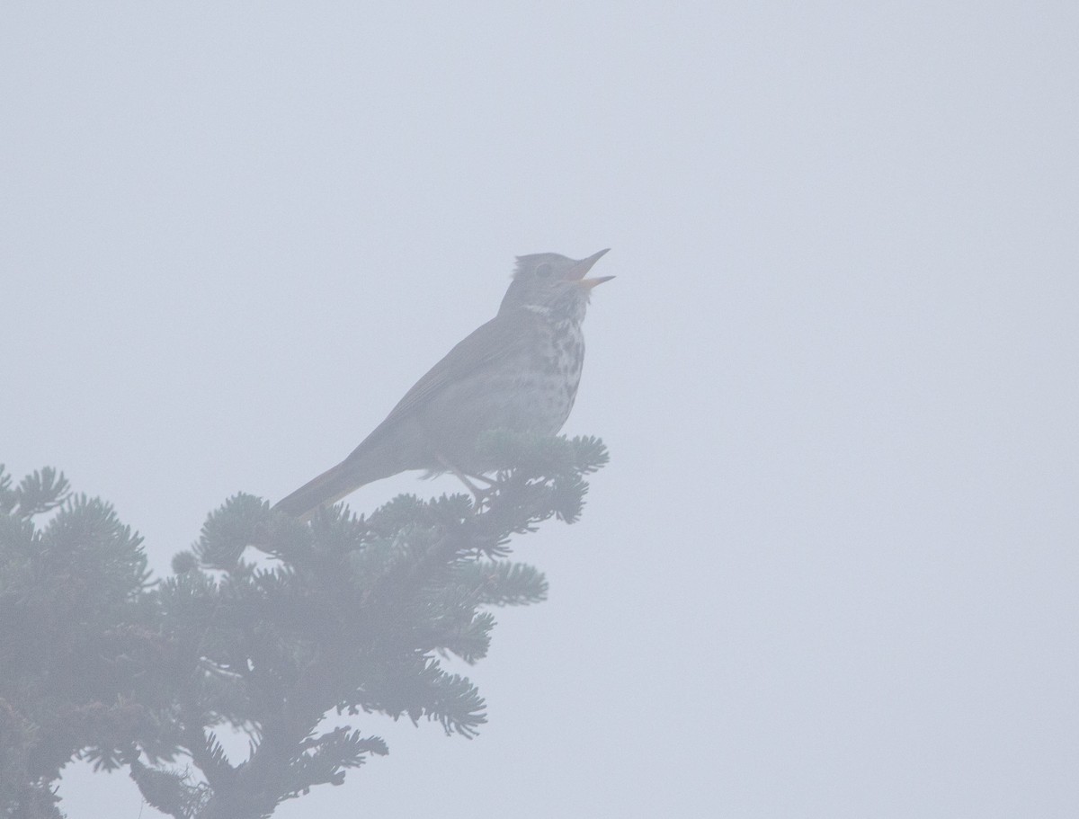 Hermit Thrush - Tristan Semeniuk