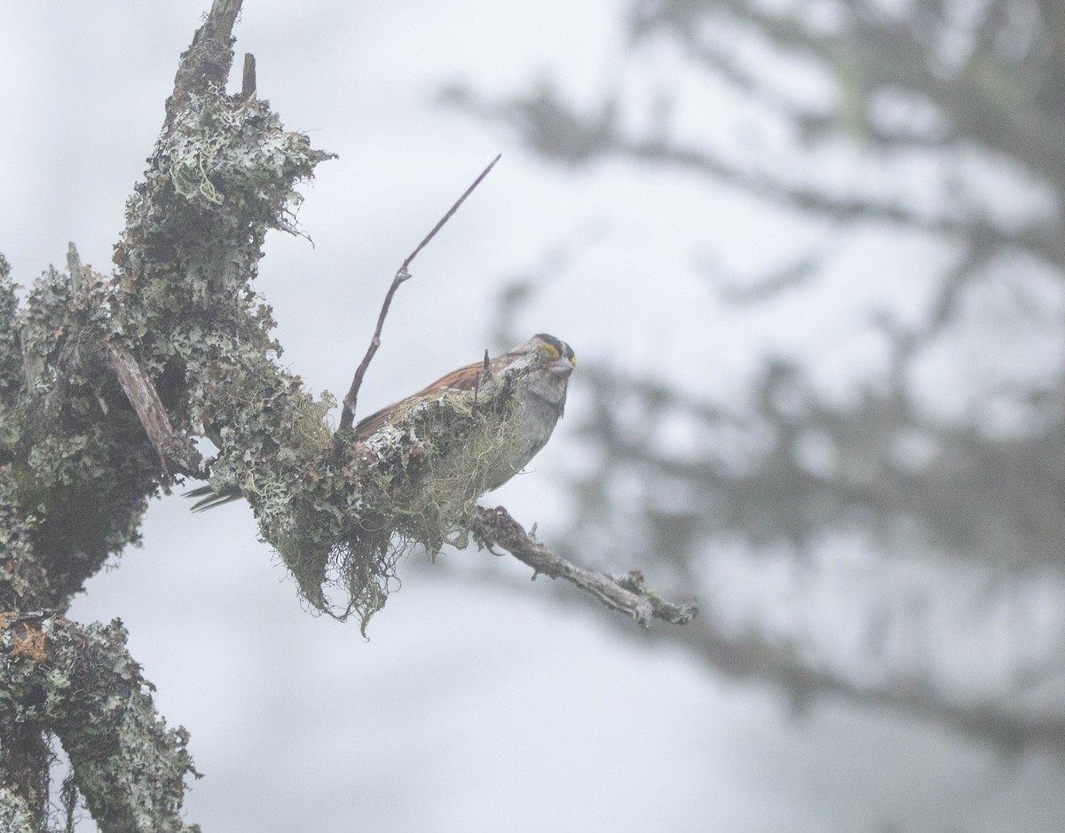 White-throated Sparrow - ML622221535