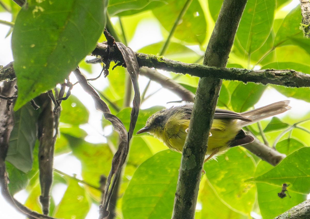 Golden-crowned Warbler - ML622221551
