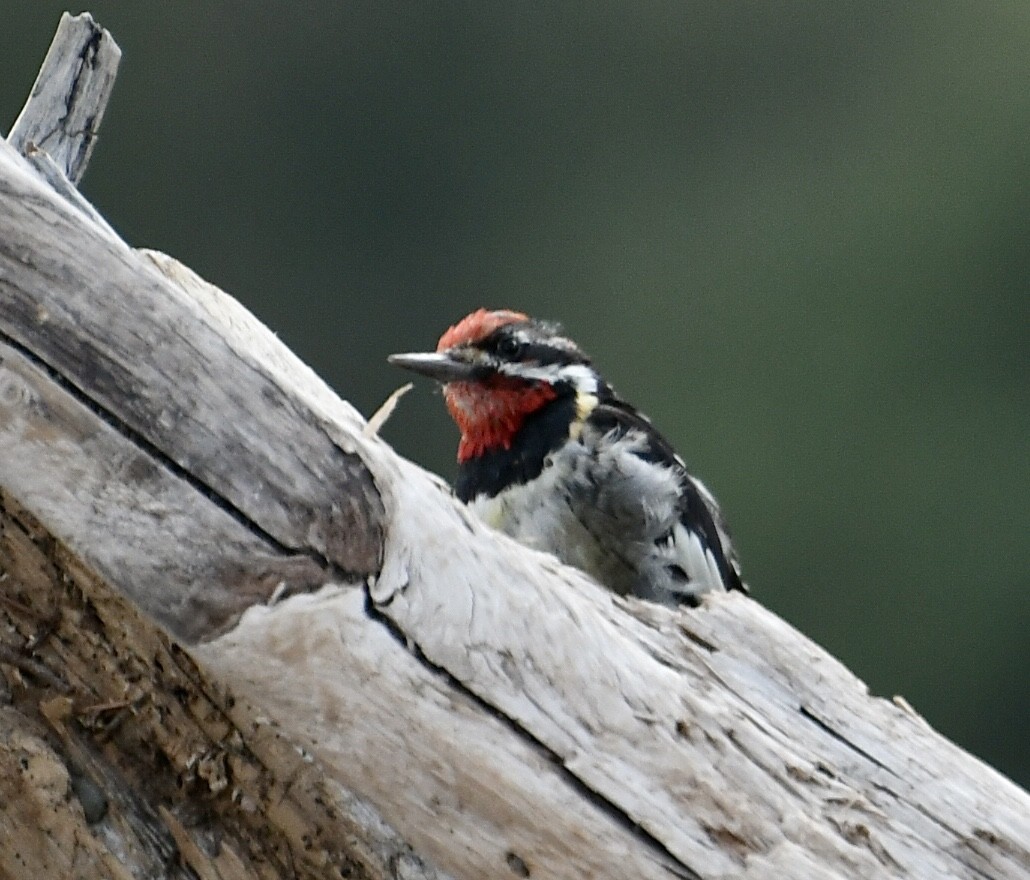 Red-naped Sapsucker - Ron Sassen