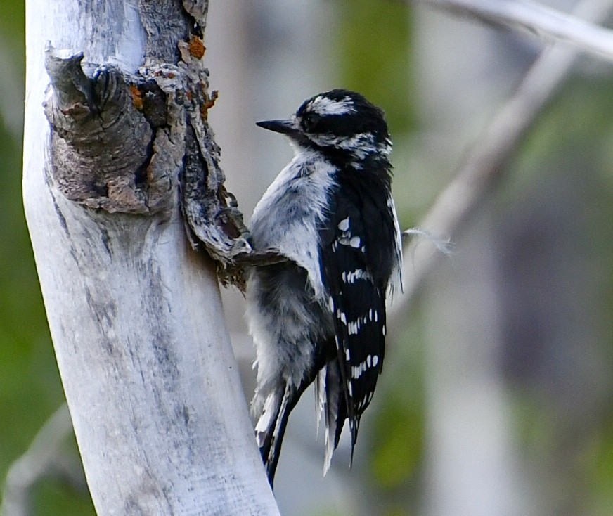 Downy Woodpecker - ML622221566