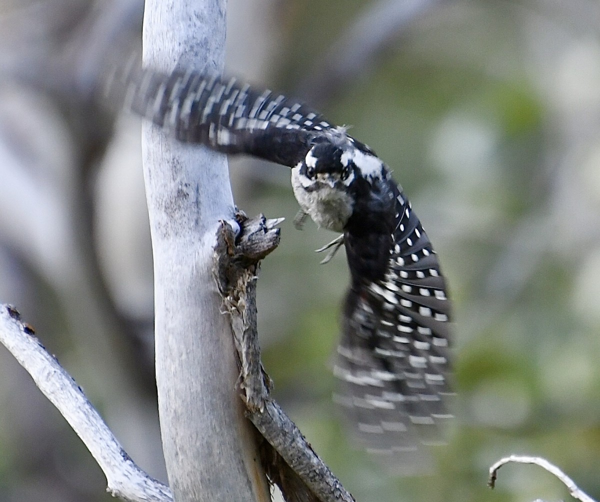 Downy Woodpecker - ML622221568