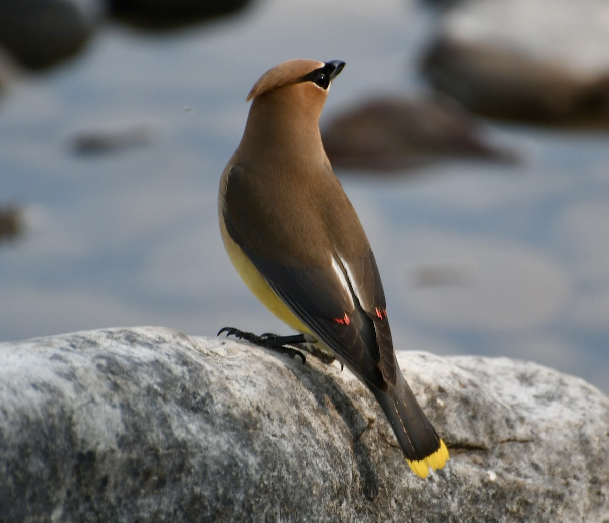 Cedar Waxwing - ML622221578