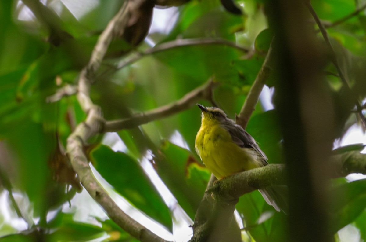 Golden-crowned Warbler - ML622221579