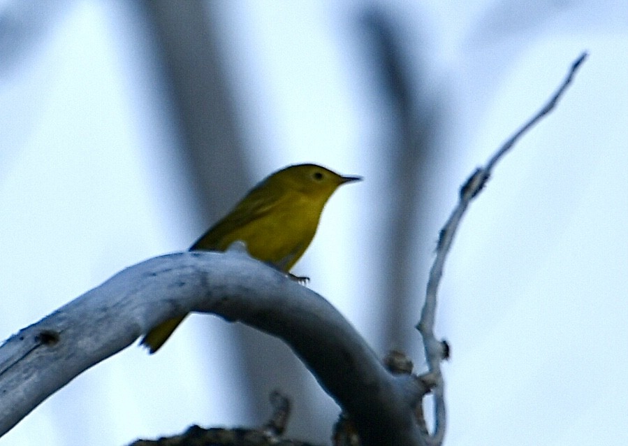 Yellow Warbler - ML622221590