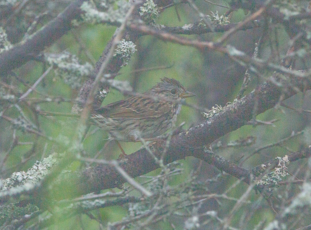 Lincoln's Sparrow - ML622221628