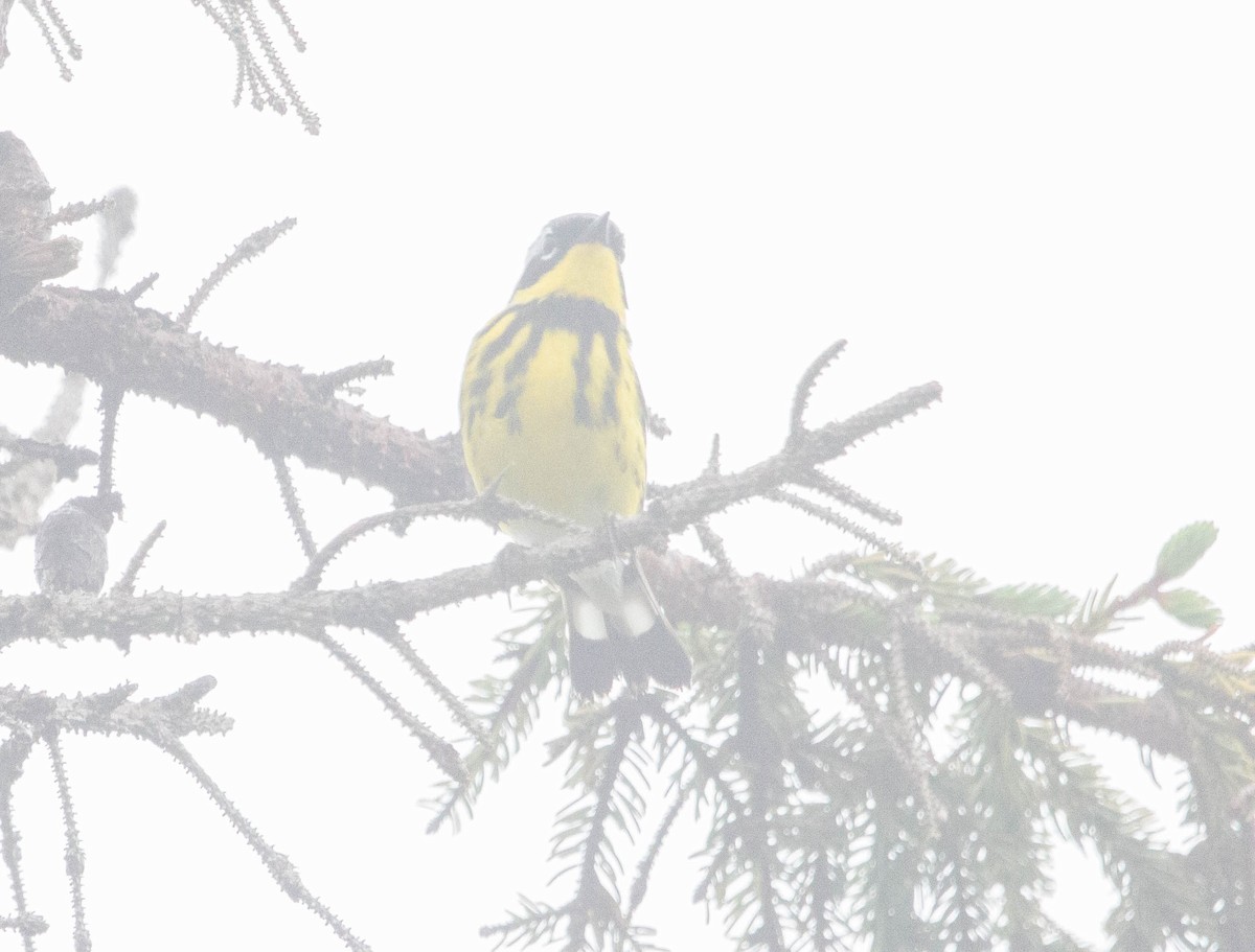 Magnolia Warbler - ML622221700