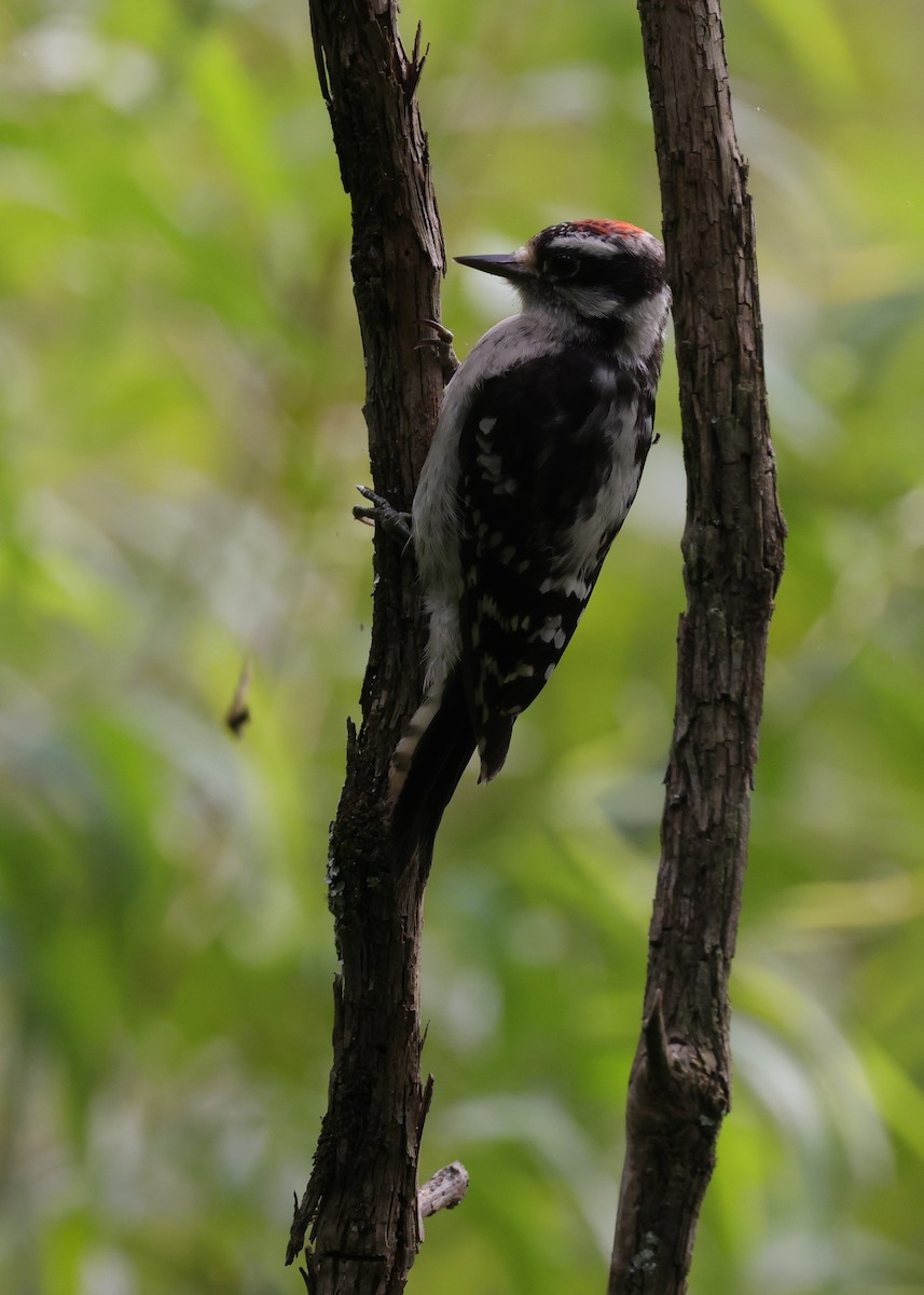 Pic mineur (pubescens/medianus) - ML622221709