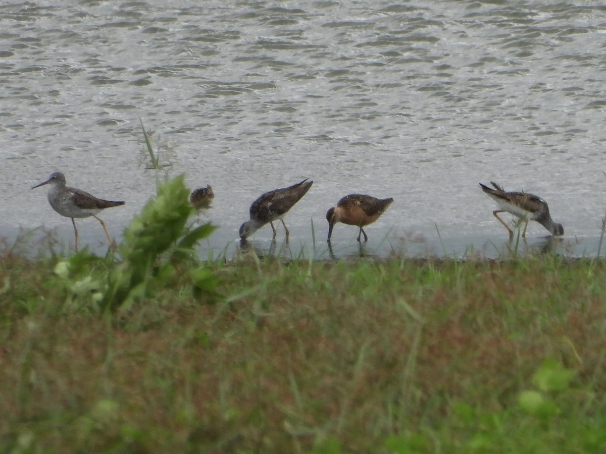 Long-billed Dowitcher - Walter Calhoun