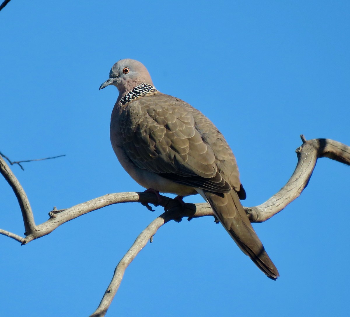 珠頸斑鳩 - ML622221810